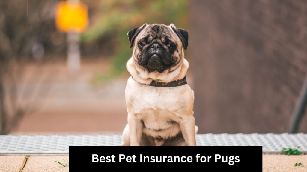 Best Pet Insurance for Pugs