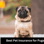 Best Pet Insurance for Pugs
