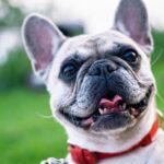 Pet Insurance in New Mexico