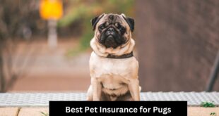 Best Pet Insurance for Pugs