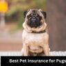 Best Pet Insurance for Pugs