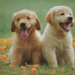 Craigslist Seattle Pets