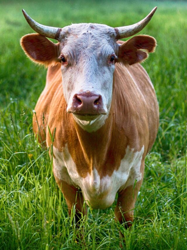 Cow and Swine Influenza Virus Could Infect Humans: Report